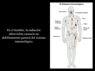 En el hombre, la radiación ultravioleta causaría un debilitamiento general del sistema inmunológico 