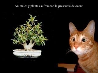 Animales y plantas sufren con la presencia de ozono 