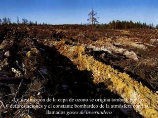 La destrucción de la capa de ozono se origina  también  por las deforestaciones y el constante bombardeo de la atmósfera con los llamados  gases  de  invernadero 