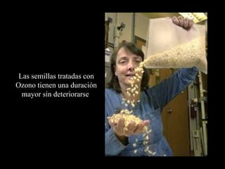 Las semillas tratadas con Ozono tienen una duración mayor sin deteriorarse  