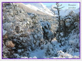 Bosques nevados 