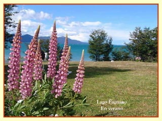 Lago Fagnano En verano 