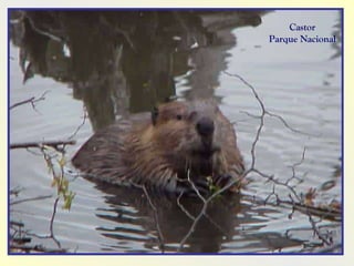 Castor Parque Nacional 
