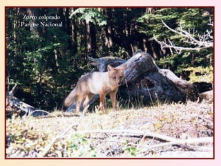 Zorro colorado Parque Nacional 