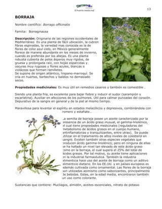 El huerto medicinal
                                                                                         13

BORRAJA
Nombre científico: Borrago officinatis

Familia: Borraginacea

Descripción: Originaria de las regiones occidentales de
Mediterráneo Es una planta de fácil ubicación, la cubren
fibras espinadas, la variedad mas conocida es la de
flores de color azul cielo, en México generalmente
florece de manera abundante en los meses de invierno,
cuando es preferida por los abejas. Es una planta
robusta cubierta de pelos ásperos muy rígidos, de
gruesa y prolongada raíz, con hojas esparcidas y
oscuras muy rugosas y flores azules, blancas o
violáceas que forman ramilletes.
Se supone de origen atlántico, hispano-marroquí. Se
cría en huertas, barbechos y baldíos no demasiado
secos.

Propiedades medicinales: Es muy útil en remedios caseros y también es comestible .

Siendo una planta fría, es excelente para bajar fiebre y inducir el sudor (sarampión y
escarlatina). Auxiliar en afecciones de los pulmones. Útil para calmar punzadas del corazón.
Depurativo de la sangre en general y de la piel al mismo tiempo.

Maravillosa para levantar el espíritu en estados melacólicos y depresivos, combinándola con
                                 romero y estafiate..

                                La semilla de borraja posee un aceite caracterizado por la
                                presencia de un ácido graso inusual, el gamma-linolénico,
                                el cual tiene propiedades medicinales (reguladoras del
                                metabolismo de ácidos grasos en el cuerpo humano,
                                antinflamatorias y tranquilizantes, entre otras). Se puede
                                utilizar en el tratamiento de altos niveles de colesterol en
                                sangre. Existen también otras especies vegetales que
                                producen ácido gamma-linolénico, pero en ninguna de ellas
                                se ha hallado un nivel tan elevado de este ácido graso
                                como en la borraja, el cual supera el 25% del total de
                                ácidos grasos. Por tal motivo, su aceite tiene aplicaciones
                                en la industrial farmacéutica. También la industria
                                alimenticia hace uso del aceite de borraja como un aditivo
                                alimenticio dietario. En los EE.UU. y en países europeos es
                                además cultivada como ornamental. Las flores de la borraja
                                son utilizadas asimismo como saborizantes, principalmente
                                de bebidas. Estas, en la edad media, encontraron también
                                un uso como colorante.

Sustancias que contiene: Mucílagos, almidón, aceites escenciales, nitrato de potasio
 