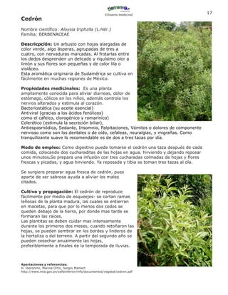 El huerto medicinal
                                                                                       17
Cedrón
Nombre científico: Aloysia triphzlla (L.Hér.)
Familia: BERBENACEAE

Descricpción: Un arbusto con hojas alargadas de
color verde, algo ásperas, agrupadas de tres a
cuatro, con nervaduras marcadas. Al frotarlas entre
los dedos desprenden un delicado y riquísimo olor a
limón y sus flores son pequeñas y de color lila o
violáceo.
Esta aromática originaria de Sudamérica se cultiva en
fácilmente en muchas regiones de México.

Propiedades medicinales: Es una planta
ampliamente conocida para aliviar diarreas, dolor de
estómago, cólicos en los niños, además controla los
nervios alterados y estimula al corazón.
Bacteriostática (su aceite esencial)
Antiviral (gracias a los ácidos fenólicos)
como el cafeico, clorogénico y romarínico)
Colerético (estimula la secreción biliar),
Antiespasmódica, Sedante, Insomnio, Palpitaciones, Vómitos o dolores de componente
nervioso como son los dentales o de oído, cefaleas, neuralgias, y migrañas. Como
tranquilizante suave lo recomendable es de dos a tres tazas por día.

Modo de empleo: Como digestivo puede tomarse el cedrón una taza después de cada
comida, colocando dos cucharaditas de las hojas en agua. hirviendo y dejando reposar
unos minutos.Se prepara una infusión con tres cucharadas colmadas de hojas y flores
frescas y picadas, y agua hirviendo. Ya reposada y tibia se toman tres tazas al día.

Se surgiere preparar agua fresca de cedrón, pues
aparte de ser sabrosa ayuda a aliviar los males
citados.

Cultivo y propagación: El cedrón de reproduce
fácilmente por medio de esqueejes- se cortan ramas
leñosas de la planta madura, las cuales se entierran
en macetas, para que por lo menos dos codos se
queden debajo de la tierra, por donde mas tarde se
formaran las raíces.
Las plantitas se deben cuidar mas intensamente
durante los primeros dos meses, cuando retoñaron las
hojas, se pueden sembrar en los bordes y linderos de
la hortaliza o del terreno. A partir del segundo año se
pueden cosechar anualmente las hojas,
preferiblemente a finales de la temporada de lluvias.



Aportaciones y referencias:
H. Hieronimi, Marina Ortiz, Sergio Mamert
http://www.inta.gov.ar/valleinferior/info/documentos/vegetal/cedron.pdf
 