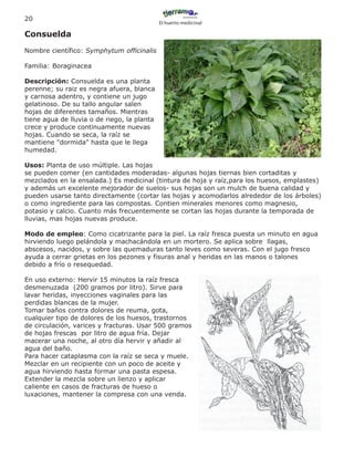 20
                                             El huerto medicinal

Consuelda
Nombre científico: Symphytum officinalis

Familia: Boraginacea

Descripción: Consuelda es una planta
perenne; su raiz es negra afuera, blanca
y carnosa adentro, y contiene un jugo
gelatinoso. De su tallo angular salen
hojas de diferentes tamaños. Mientras
tiene agua de lluvia o de riego, la planta
crece y produce continuamente nuevas
hojas. Cuando se seca, la raíz se
mantiene "dormida" hasta que le llega
humedad.

Usos: Planta de uso múltiple. Las hojas
se pueden comer (en cantidades moderadas- algunas hojas tiernas bien cortaditas y
mezclados en la ensalada.) Es medicinal (tintura de hoja y raíz,para los huesos, emplastes)
y además un excelente mejorador de suelos- sus hojas son un mulch de buena calidad y
pueden usarse tanto directamente (cortar las hojas y acomodarlos alrededor de los árboles)
o como ingrediente para las compostas. Contien minerales menores como magnesio,
potasio y calcio. Cuanto más frecuentemente se cortan las hojas durante la temporada de
lluvias, mas hojas nuevas produce.

Modo de empleo: Como cicatrizante para la piel. La raíz fresca puesta un minuto en agua
hirviendo luego pelándola y machacándola en un mortero. Se aplica sobre llagas,
abscesos, nacidos, y sobre las quemaduras tanto leves como severas. Con el jugo fresco
ayuda a cerrar grietas en los pezones y fisuras anal y heridas en las manos o talones
debido a frío o resequedad.

En uso externo: Hervir 15 minutos la raíz fresca
desmenuzada (200 gramos por litro). Sirve para
lavar heridas, inyecciones vaginales para las
perdidas blancas de la mujer.
Tomar baños contra dolores de reuma, gota,
cualquier tipo de dolores de los huesos, trastornos
de circulación, varices y fracturas. Usar 500 gramos
de hojas frescas por litro de agua fría. Dejar
macerar una noche, al otro día hervir y añadir al
agua del baño.
Para hacer cataplasma con la raíz se seca y muele.
Mezclar en un recipiente con un poco de aceite y
agua hirviendo hasta formar una pasta espesa.
Extender la mezcla sobre un lienzo y aplicar
caliente en casos de fracturas de hueso o
luxaciones, mantener la compresa con una venda.
 