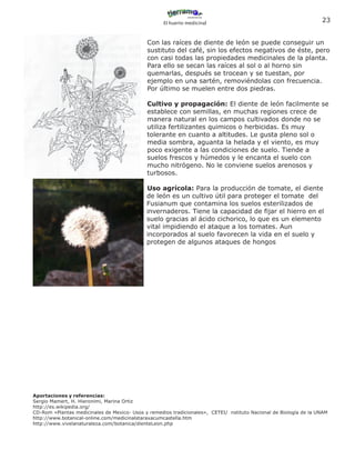 El huerto medicinal
                                                                                                                   23


                                             Con las raíces de diente de león se puede conseguir un
                                             sustituto del café, sin los efectos negativos de éste, pero
                                             con casi todas las propiedades medicinales de la planta.
                                             Para ello se secan las raíces al sol o al horno sin
                                             quemarlas, después se trocean y se tuestan, por
                                             ejemplo en una sartén, removiéndolas con frecuencia.
                                             Por último se muelen entre dos piedras.

                                             Cultivo y propagación: El diente de león facilmente se
                                             establece con semillas, en muchas regiones crece de
                                             manera natural en los campos cultivados donde no se
                                             utiliza fertilizantes quimicos o herbicidas. Es muy
                                             tolerante en cuanto a altitudes. Le gusta pleno sol o
                                             media sombra, aguanta la helada y el viento, es muy
                                             poco exigente a las condiciones de suelo. Tiende a
                                             suelos frescos y húmedos y le encanta el suelo con
                                             mucho nitrógeno. No le conviene suelos arenosos y
                                             turbosos.

                                             Uso agrícola: Para la producción de tomate, el diente
                                             de león es un cultivo útil para proteger el tomate del
                                             Fusianum que contamina los suelos esterilizados de
                                             invernaderos. Tiene la capacidad de fijar el hierro en el
                                             suelo gracias al ácido cichorico, lo que es un elemento
                                             vital impidiendo el ataque a los tomates. Aun
                                             incorporados al suelo favorecen la vida en el suelo y
                                             protegen de algunos ataques de hongos




Aportaciones y referencias:
Sergio Mamert, H. Hieronimi, Marina Ortiz
http://es.wikipedia.org/
CD-Rom «Plantas medicinales de Mexico- Usos y remedios tradicionales», CETEI/ nstituto Nacional de Biología de la UNAM
http://www.botanical-online.com/medicinalstaraxacumcastella.htm
http://www.vivelanaturaleza.com/botanica/dienteLeon.php
 