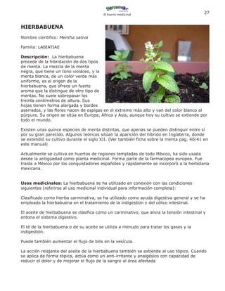 El huerto medicinal
                                                                                            27


HIERBABUENA
Nombre cientifico: Mentha sativa

Familia: LABIATIAE

Descripción: La hierbabuena
procede de la hibridación de dos tipos
de menta. La mezcla de la menta
negra, que tiene un tono violáceo, y la
menta blanca, de un color verde más
uniforme, es el origen de la
hierbabuena, que ofrece un fuerte
aroma que la distingue de otro tipo de
mentas. No suele sobrepasar los
treinta centímetros de altura. Sus
hojas tienen forma alargada y bordes
aserrados, y las flores nacen de espigas en el extremo más alto y van del color blanco al
púrpura. Su origen se sitúa en Europa, África y Asia, aunque hoy su cultivo se extiende por
todo el mundo.

Existen unas quince especies de menta distintas, que apenas se pueden distinguir entre sí
por su gran parecido. Algunos teóricos sitúan la aparición del híbrido en Inglaterra, donde
se extendió su cultivo durante el siglo XII. (Ver también ficha sobre la menta pag. 40/41 en
este manual)

Actualmente se cultiva en huertos de regiones templadas de todo México, ha sido usada
desde la antigüedad como planta medicinal. Forma parte de la farmacopea europea. Fue
traída a México por los conquistadores españoles y rápidamente se incorporó a la herbolaria
mexicana.


Usos medicinales: La hierbabuena se ha utilizado en conexión con las condiciones
siguientes (referirse al uso medicinal individual para información completa):

Clasificado como hierba carminativa, se ha utilizado como ayuda digestiva general y se ha
empleado la hierbabuena en el tratamiento de la indigestion y del cólico intestinal.

El aceite de hierbabuena se clasifica como un carminativo, que alivia la tensión intestinal y
entona el sistema digestivo.

El té de la hierbabuena o de su aceite se utiliza a menudo para tratar los gases y la
indigestión.

Puede también aumentar el flujo de bilis en la vesícula.

La acción relajante del aceite de la hierbabuena también se extiende al uso tópico. Cuando
se aplica de forma tópica, actúa como un anti-irritante y analgésico con capacidad de
reducir el dolor y de mejorar el flujo de la sangre al área afectada
 