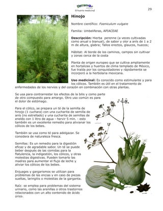 El huerto medicinal
                                                                                            29

                                         Hinojo
                                         Nombre científico: Foeniculum vulgare

                                         Familia: Umbeliferas, APIACEAE

                                         Descripción: Hierba perenne (a veces cultivadas
                                         como anual o bianual), de sabor y olor a anís de 1 a 2
                                         m de altura, glabra; Tallos erectos, glaucos, huecos;

                                         Hábitat: Al borde de los caminos, campos sin cultivar
                                         y zonas cerca de la costa

                                         Planta de origen europeo que se cultiva ampliamente
                                         en hortalizas y huertos de clima templado de México,
                                         fue traída por los conquistadores y rápidamente se
                                         incorporó a la herbolaria mexicana.

                                     Uso medicinal: Es conocido como estimulante y para
                                     los cólicos. También es útil en el tratamiento de
enfermedades de los nervios y del corazón en combinación con otras plantas.

Se usa para contrarrestar los efectos de la bilis y como parte
de otro compuesto para amargo. Otro uso común es para
el dolor de estómago.

Para el cólico, se prepara un té de la semilla de
hinojo (1 cuchara) con una cucharita de semilla de
anís (no estrellado) y una cucharita de semillas de
eneldo con 1 litro de agua - hervir 5 min. - esto
también es un excelente remedio para alivianar los
cólicos de los bebes.

También se usa como té para adelgazar. Se
considera de naturaleza fresca.

Semillas: Es un remedio para la digestión
eficaz y de agradable sabor. Un té se puede
beber después de las comidas para la
flatulencia, la indigestión, los cólicos, y otras
molestias digestivas. Pueden tomarlo las
madres para aumentar el flujo de leche y
aliviar los cólicos de los bebes.

Enjuages y gargarismos se utilizan para
problemas de las encias y en caso de piezas
sueltas, laringitis o molestias de la garganta.

Raíz: se emplea para problemas del sistema
urinario, como las arenillas o otros trastornos
relacionados con un alto contenido de ácido
úrico.
 