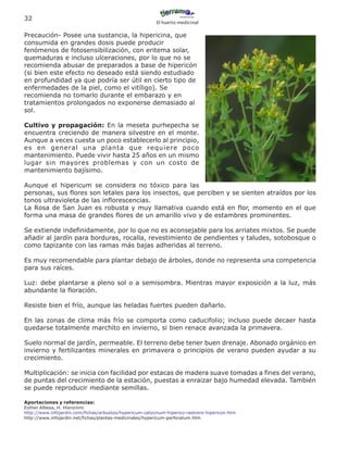 32
                                                          El huerto medicinal

Precaución- Posee una sustancia, la hipericina, que
consumida en grandes dosis puede producir
fenómenos de fotosensibilización, con eritema solar,
quemaduras e incluso ulceraciones, por lo que no se
recomienda abusar de preparados a base de hipericón
(si bien este efecto no deseado está siendo estudiado
en profundidad ya que podría ser útil en cierto tipo de
enfermedades de la piel, como el vitíligo). Se
recomienda no tomarlo durante el embarazo y en
tratamientos prolongados no exponerse demasiado al
sol.

Cultivo y propagación: En la meseta purhepecha se
encuentra creciendo de manera silvestre en el monte.
Aunque a veces cuesta un poco establecerlo al principio,
es en general una planta que requiere poco
mantenimiento. Puede vivir hasta 25 años en un mismo
lugar sin mayores problemas y con un costo de
mantenimiento bajísimo.

Aunque el hipericum se considera no tóxico para las
personas, sus flores son letales para los insectos, que perciben y se sienten atraídos por los
tonos ultravioleta de las inflorescencias.
La Rosa de San Juan es robusta y muy llamativa cuando está en flor, momento en el que
forma una masa de grandes flores de un amarillo vivo y de estambres prominentes.

Se extiende indefinidamente, por lo que no es aconsejable para los arriates mixtos. Se puede
añadir al jardín para borduras, rocalla, revestimiento de pendientes y taludes, sotobosque o
como tapizante con las ramas más bajas adheridas al terreno.

Es muy recomendable para plantar debajo de árboles, donde no representa una competencia
para sus raíces.

Luz: debe plantarse a pleno sol o a semisombra. Mientras mayor exposición a la luz, más
abundante la floración.

Resiste bien el frío, aunque las heladas fuertes pueden dañarlo.

En las zonas de clima más frío se comporta como caducifolio; incluso puede decaer hasta
quedarse totalmente marchito en invierno, si bien renace avanzada la primavera.

Suelo normal de jardín, permeable. El terreno debe tener buen drenaje. Abonado orgánico en
invierno y fertilizantes minerales en primavera o principios de verano pueden ayudar a su
crecimiento.

Multiplicación: se inicia con facilidad por estacas de madera suave tomadas a fines del verano,
de puntas del crecimiento de la estación, puestas a enraizar bajo humedad elevada. También
se puede reproducir mediante semillas.

Aportaciones y referencias:
Esther Albesa, H. Hieronimi
http://www.infojardin.com/fichas/arbustos/hypericum-calycinum-hiperico-rastrero-hipericon.htm
http://www.infojardin.net/fichas/plantas-medicinales/hypericum-perforatum.htm
 
