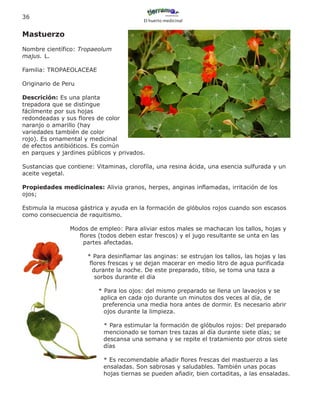36
                                          El huerto medicinal


Mastuerzo
Nombre científico: Tropaeolum
majus. L.

Familia: TROPAEOLACEAE

Originario de Peru

Descrición: Es una planta
trepadora que se distingue
fácilmente por sus hojas
redondeadas y sus flores de color
naranjo o amarillo (hay
variedades también de color
rojo). Es ornamental y medicinal
de efectos antibióticos. Es común
en parques y jardines públicos y privados.

Sustancias que contiene: Vitaminas, clorofíla, una resina ácida, una esencia sulfurada y un
aceite vegetal.

Propiedades medicinales: Alivia granos, herpes, anginas inflamadas, irritación de los
ojos;

Estimula la mucosa gástrica y ayuda en la formación de glóbulos rojos cuando son escasos
como consecuencia de raquitismo.

                Modos de empleo: Para aliviar estos males se machacan los tallos, hojas y
                  flores (todos deben estar frescos) y el jugo resultante se unta en las
                    partes afectadas.

                      * Para desinflamar las anginas: se estrujan los tallos, las hojas y las
                       flores frescas y se dejan macerar en medio litro de agua purificada
                        durante la noche. De este preparado, tibio, se toma una taza a
                         sorbos durante el dia

                          * Para los ojos: del mismo preparado se llena un lavaojos y se
                           aplica en cada ojo durante un minutos dos veces al día, de
                            preferencia una media hora antes de dormir. Es necesario abrir
                            ojos durante la limpieza.

                            * Para estimular la formación de glóbulos rojos: Del preparado
                            mencionado se toman tres tazas al día durante siete días; se
                            descansa una semana y se repite el tratamiento por otros siete
                            días

                            * Es recomendable añadir flores frescas del mastuerzo a las
                            ensaladas. Son sabrosas y saludables. También unas pocas
                            hojas tiernas se pueden añadir, bien cortaditas, a las ensaladas.
 