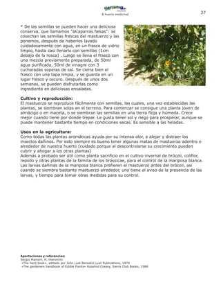 El huerto medicinal
                                                                                            37


* De las semillas se pueden hacer una deliciosa
conserva, que llamamos "alcaparras falsas": se
cosechan las semillas frescas del mastuerzo y las
ponemos, después de haberlos lavado
cuidadosamente con agua, en un frasco de vidrio
limpio, hasta casi llenarlo con semillas (1cm
debajo de la rosca) . Luego se llena el frasco con
una mezcla previamente preparada, de 50ml
agua purificada, 50ml de vinagre con 3
cucharadas soperas de sal. Se cierra bien el
frasco con una tapa limpia, y se guarda en un
lugar fresco y oscuro. Después de unos dos
semanas, se pueden disfrutarlas como
ingrediente en deliciosas ensaladas.

Cultivo y reproducción:
El mastuerzo se reproduce fácilmente con semillas, las cuales, una vez establecidas las
plantas, se siembran solas en el terreno. Para comenzar se consigue una planta joven de
almácigo o en maceta, o se siembran las semillas en una tierra floja y húmeda. Crece
mejor cuando tiene por donde trepar. Le gusta tener sol y riego para prosperar, aunque se
puede mantener bastante tiempo en condiciones secas. Es sensible a las heladas.

Usos en la agricultura:
Como todas las plantas aromáticas ayuda por su intenso olor, a alejar y distraer los
insectos dañinos. Por esto siempre es bueno tener algunas matas de mastuerzo adentro o
alrededor de nuestra huerto (cuidado porque al descontrolarse su crecimiento pueden
cubrir y ahogar a las otras plantas)
Además a probado ser útil como planta sacrificio en el cultivo invernal de brócoli, coliflor,
repollo y otras plantas de la familia de los brassicae, para el control de la mariposa blanca.
Las larvas dañinas de la mariposa blanca prefieren el mastuerzo antes del brócoli, asi
cuando se siembra bastante mastuerzo alrededor, uno tiene el aviso de la presencia de las
larvas, y tiempo para tomar otras medidas para su control.




Aportaciones y referencias:
Sergio Mamert, H. Hieronimi
 «The herb book», editado por John Lust Benedict Lust Publications, 1974
 «The gardeners handbook of Edible Plants» Rosalind Creasy, Sierra Club Books, 1986
 
