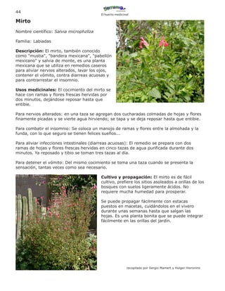 44
                                         El huerto medicinal

Mirto
Nombre científico: Salvia microphzllza

Familia: Labiadas

Descripción: El mirto, también conocido
como "mustia", "bandera mexicana", "pabellón
mexicano" y salvia de monte, es una planta
mexicana que se utiliza en remedios caseros
para aliviar nervios alterados, lavar los ojos,
contener el vómito, contra diarreas acuosas y
para contrarrestar el insomnio.

Usos medicinales: El cocimiento del mirto se
hace con ramas y flores frescas hervidas por
dos minutos, dejándose reposar hasta que
entibie.

Para nervios alterados: en una taza se agregan dos cucharadas colmadas de hojas y flores
finamente picadas y se vierte agua hirviendo; se tapa y se deja reposar hasta que entibie.

Para combatir el insomnio: Se coloca un manojo de ramas y flores entre la almohada y la
funda, con lo que seguro se tienen felices sueños...

Para aliviar infecciones intestinales (diarreas acuosas): El remedio se prepara con dos
ramas de hojas y flores frescas hervidas en cinco tazas de agua purificada durante dos
minutos. Ya reposado y tibio se toman tres tazas al día.

Para detener el vómito: Del mismo cocimiento se toma una taza cuando se presenta la
sensación, tantas veces como sea necesario.

                                         Cultivo y propagación: El mirto es de fácil
                                         cultivo, prefiere los sitios asoleados a orillas de los
                                         bosques con suelos ligeramente ácidos. No
                                         requiere mucha humedad para prosperar.

                                         Se puede propagar fácilmente con estacas
                                         puestos en macetas, cuidándolos en el vivero
                                         durante unas semanas hasta que salgan las
                                         hojas. Es una planta bonita que se puede integrar
                                         fácilmente en las orillas del jardín.




                                                          recopilado por Sergio Mamert y Holger Hieronimi
 