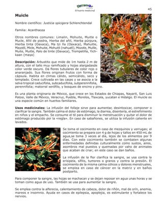 El huerto medicinal
                                                                                               45

Muicle
Nombre científico: Justicia spicigera Schlenchtendal

Familia: Acanthacea

Otros nombres comunes: Limalin, Mohuite, Muitle o
Mucle, Añil de piedra, Hierba del añil, Hierba púrpura,
Hierba tinta (Oaxaca), Ma tzi ña (Oaxaca), Mahuitle,
Mayotli, Micle, Mohuite, Mohuitli (nahuatl), Mozote, Muille,
Muite, Muitle, Palo de tinte (Oaxaca), Trompetilla, Yich-
kaan (maya)

Descripción: Arbustito que mide de 1m hasta 2 m de
altura, con el tallo muy ramificado y hojas alargadasde
color verde oscuro. Da flores tubulares de color rojo o
anaranjado. Sus flores originan frutos con forma de
cápsula. Habita en climas cálido, semicálido, seco y
templado. Crece cultivada en las casas y se asocia a la
selva tropical caducifolia, subcaducifolia, subperennifolia,
perennifolia; matorral xerófilo, y bosques de encino y pino.

Es una planta originaria de México, que crece en los Estados de Chiapas, Nayarit, San Luis
Potosi, Valle de México, Veracruz, Puebla, Morelos, Tlaxcala, yucatan e Hidalgo. El muicle es
una especie común en huertos familiares.

Usos medicinales: La infusión del follaje sirve para aumentar, desintoxicar, componer o
clarificar la sangre. También calma el dolor de estómago, la diarrea, disentería, el estreñimiento
en niños y el empacho. Se consume el té para disminuir la menstruación y quitar el dolor de
estómago producido por la «regla». En caso de sabañones, se utiliza la infusión caliente en
lavados.

                                  Se toma el cocimiento en caso de mezquinos y verrugas; el
                                  cocimiento se prepara con 4 g de hojas y tallos en 450 mL de
                                  agua,se toma 3 veces al día, lejos de los alimentos por 9
                                  días. Con este cocimiento también se combaten algunas
                                  enfermedades definidas culturalmente como sustos, aires,
                                  asombros mal puestos y quemadas por vaho de animales
                                  que acaban de criar; en este caso se dan baños.

                                  La infusión de la flor clarifica la sangre, se usa contra la
                                  erisipela, sífilis, tumores o granos y contra la presión. El
                                  cocimiento de la misma calma cólicos y dolores menstruales,
                                  se emplea en caso de cáncer en la matriz y en baños
                                  postparto.

Para componer la sangre, las hojas se machacan y se dejan reposar en agua unas horas y se
toman como agua de uso. También se usa para aumentar la sangre.

Se emplea contra la alferecia, calentamiento de cabeza, dolor de riñón, mal de orín, anemia,
mareos e insomnio. Ayuda en casos de epilepsia, apoplejia, es estimulante y fortalece los
nervios.
 