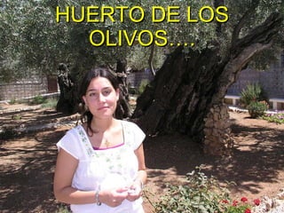 HUERTO DE LOS OLIVOS…. 