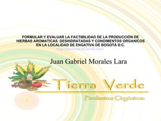 FORMULAR Y EVALUAR LA FACTIBILIDAD DE LA PRODUCCIÒN DE HIERBAS AROMATICAS  DESHIDRATADAS Y CONDIMENTOS ORGANICOS EN LA LOCALIDAD DE ENGATIVA DE BOGOTÁ D.C. http://tierraverde.jimdo.com   Juan Gabriel Morales Lara 