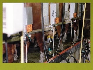 „ Milk is rape.“ 