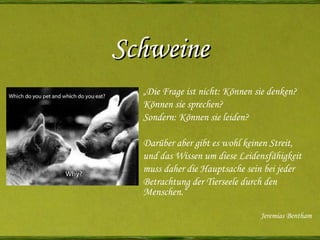 Schweine „ Die Frage ist nicht: Können sie denken? Können sie sprechen? Sondern: Können sie leiden?   Darüber aber gibt es wohl keinen Streit, und das Wissen um diese Leidensfähigkeit muss daher die Hauptsache sein bei jeder Betrachtung der Tierseele durch den Menschen.“ Jeremias Bentham 