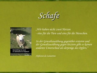 Schafe „ Wir haben nicht zwei Herzen - eins für die Tiere und eins für die Menschen. In der Gewaltausübung gegenüber ersteren und der Gewaltausübung gegen letztere gibt es keinen anderen Unterschied als derjenige des Opfers.“   Alphonse de Lamartine 