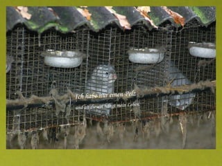 Ich habe nur einen Pelz und an diesem hängt mein Leben. 