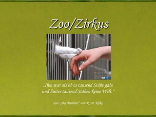 Zoo/Zirkus „ Ihm war als ob es tausend Stäbe gäbe und hinter tausend Stäben keine Welt.“ aus: „Der Panther“ von R. M. Rilke 