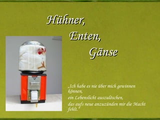 Hühner,    Enten,    Gänse „ Ich habe es nie über mich gewinnen können, ein Lebenslicht auszulöschen, das aufs neue anzuzünden mir die Macht fehlt.“ Sven Hedin   
