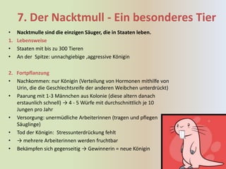 7. Der Nacktmull - Ein besonderes Tier
•    Nacktmulle sind die einzigen Säuger, die in Staaten leben.
1.   Lebensweise
•    Staaten mit bis zu 300 Tieren
•    An der Spitze: unnachgiebige ,aggressive Königin

2. Fortpflanzung
• Nachkommen: nur Königin (Verteilung von Hormonen mithilfe von
   Urin, die die Geschlechtsreife der anderen Weibchen unterdrückt)
• Paarung mit 1-3 Männchen aus Kolonie (diese altern danach
   erstaunlich schnell) → 4 - 5 Würfe mit durchschnittlich je 10
   Jungen pro Jahr
• Versorgung: unermüdliche Arbeiterinnen (tragen und pflegen
   Säuglinge)
• Tod der Königin: Stressunterdrückung fehlt
• → mehrere Arbeiterinnen werden fruchtbar
• Bekämpfen sich gegenseitig → Gewinnerin = neue Königin
 