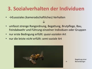 3. Sozialverhalten der Individuen
• →Eusoziales (kameradschaftliches) Verhalten
                                ↓
• umfasst strenge Rangordnung, Begattung, Brutpflege, Bau,
  Feindabwehr und Führung einzelner Individuen oder Gruppen
• nur erste Bedingung erfüllt: quasi-sozialen Art
• nur die letzte nicht erfüllt: semi-soziale Art




                                                  Begattung einer
                                            ←     Bienenkönigin
 
