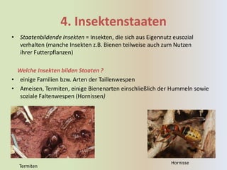 4. Insektenstaaten
• Staatenbildende Insekten = Insekten, die sich aus Eigennutz eusozial
  verhalten (manche Insekten z.B. Bienen teilweise auch zum Nutzen
  ihrer Futterpflanzen)

  Welche Insekten bilden Staaten ?
• einige Familien bzw. Arten der Taillenwespen
• Ameisen, Termiten, einige Bienenarten einschließlich der Hummeln sowie
   soziale Faltenwespen (Hornissen)




                                                             Hornisse
  Termiten
 