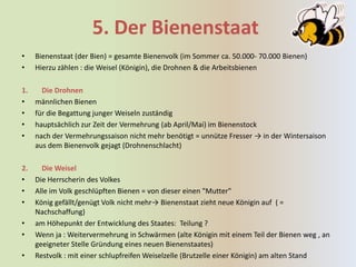 5. Der Bienenstaat
•    Bienenstaat (der Bien) = gesamte Bienenvolk (im Sommer ca. 50.000- 70.000 Bienen)
•    Hierzu zählen : die Weisel (Königin), die Drohnen & die Arbeitsbienen

1.     Die Drohnen
•    männlichen Bienen
•    für die Begattung junger Weiseln zuständig
•    hauptsächlich zur Zeit der Vermehrung (ab April/Mai) im Bienenstock
•    nach der Vermehrungssaison nicht mehr benötigt = unnütze Fresser → in der Wintersaison
     aus dem Bienenvolk gejagt (Drohnenschlacht)

2.   Die Weisel
• Die Herrscherin des Volkes
• Alle im Volk geschlüpften Bienen = von dieser einen "Mutter"
• König gefällt/genügt Volk nicht mehr→ Bienenstaat zieht neue Königin auf ( =
   Nachschaffung)
• am Höhepunkt der Entwicklung des Staates: Teilung ?
• Wenn ja : Weitervermehrung in Schwärmen (alte Königin mit einem Teil der Bienen weg , an
   geeigneter Stelle Gründung eines neuen Bienenstaates)
• Restvolk : mit einer schlupfreifen Weiselzelle (Brutzelle einer Königin) am alten Stand
 