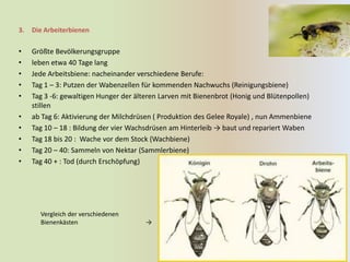 3.   Die Arbeiterbienen

•    Größte Bevölkerungsgruppe
•    leben etwa 40 Tage lang
•    Jede Arbeitsbiene: nacheinander verschiedene Berufe:
•    Tag 1 – 3: Putzen der Wabenzellen für kommenden Nachwuchs (Reinigungsbiene)
•    Tag 3 -6: gewaltigen Hunger der älteren Larven mit Bienenbrot (Honig und Blütenpollen)
     stillen
•    ab Tag 6: Aktivierung der Milchdrüsen ( Produktion des Gelee Royale) , nun Ammenbiene
•    Tag 10 – 18 : Bildung der vier Wachsdrüsen am Hinterleib → baut und repariert Waben
•    Tag 18 bis 20 : Wache vor dem Stock (Wachbiene)
•    Tag 20 – 40: Sammeln von Nektar (Sammlerbiene)
•    Tag 40 + : Tod (durch Erschöpfung)




       Vergleich der verschiedenen
       Bienenkästen                     →
 