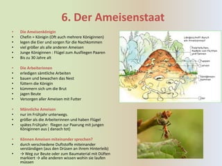 6. Der Ameisenstaat
•   Die Ameisenkönigin
•   Chefin = Königin (Oft auch mehrere Königinnen)
•   legen die Eier und sorgen für die Nachkommen
•   viel größer als alle anderen Ameisen
•   Junge Königinnen : Flügel zum Ausfliegen Paaren
•   Bis zu 30 Jahre alt

•   Die Arbeiterinnen
•   erledigen sämtliche Arbeiten
•   bauen und bewachen das Nest
•   füttern die Königin
•   kümmern sich um die Brut
•   jagen Beute
•   Versorgen aller Ameisen mit Futter

•   Männliche Ameisen
•   nur im Frühjahr unterwegs.
•   größer als die Arbeiterinnen und haben Flügel
•   spätes Frühjahr: fliegen zur Paarung mit jungen
    Königinnen aus ( danach tot)

•   Können Ameisen miteinander sprechen?
•   durch verschiedene Duftstoffe miteinander
    verständigen (aus den Drüsen an ihrem Hinterleib)
•   → Weg zur Beute oder zum Baumaterial mit Düften
    markiert → alle anderen wissen wohin sie laufen
    müssen
 