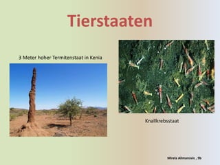 Tierstaaten
3 Meter hoher Termitenstaat in Kenia




                                       Knallkrebsstaat




                                                Mirela Alimanovic , 9b
 