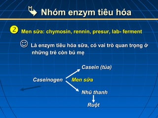  Nhóm enzym tiêu hóaNhóm enzym tiêu hóa
 Men sữa: chymosin, rennin, presur, lab- fermentMen sữa: chymosin, rennin, presur, lab- ferment
 Là enzym tiêu hóa sữa, có vai trò quan trọng ởLà enzym tiêu hóa sữa, có vai trò quan trọng ở
những trẻ còn bú mẹnhững trẻ còn bú mẹ
Casein (tủa)Casein (tủa)
CaseinogenCaseinogen Men sữaMen sữa
Nhũ thanhNhũ thanh
RuộtRuột
 