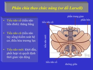 Phân chia theo chức năng (sơ đồ Larsell)
• Tiểu não cổ (tiểu não
tiền đình): thăng bằng
• Tiểu não cũ (tiểu não
tủy sống):kiểm soát hệ
cơ, điều hòa trương lực
• Tiểu não mới: khởi đầu,
phối hợp và quyết định
thời gian vận động
tiểu não cũ
tiểu não cổ
phần bên
phần trung gian
đường giữa
tiểunãomới
 