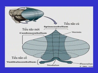 Tiểu não mới
Tiểu não cổ
Tiểu não củ
 