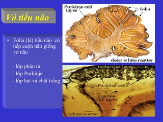• Folia (lá) tiểu não có
nếp cuộn não giống
vỏ não
- lớp phân tử
- lớp Purkinje
- lớp hạt và chất trắng
Vỏ tiểu não
 