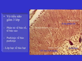 • Vỏ tiểu não
gồm 3 lớp
- Phân tử: tế bào rổ,
tế bào sao
- Purkinje: tế bào
purkinje
- Lớp hạt: tế bào hạt
(Lôùp phaân töû)
(Lôùp haït)
(Teá baøo Purkinje)
 