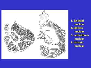 1. fastigial
nucleus
2. globose
nucleus
3. emboliform
nucleus
4. dentate
nucleus
n.maùi
n. raêng
n. Nuùt
& Tieåu caàu
 