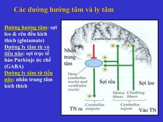 Đường hướng tâm: sợi
leo & rêu đều kích
thích (glutamate)
Đường ly tâm từ vỏ
tiểu não: sợi trục tế
bào Purkinje ức chế
(GABA)
Đường ly tâm từ tiểu
não: nhân trung tâm
kích thích
Sợi leoSợi rêu
Vào TNTN ra
Nhân
trung
tâm
Các đường hướng tâm và ly tâm
 