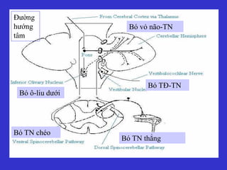 VCST
Bó TN thẳng
Bó TN chéo
Bó ô-liu dưới
Bó TĐ-TN
Bó vỏ não-TN
Đường
hướng
tâm
 