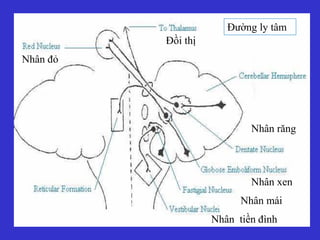 Đường ly tâm
Đồi thị
Nhân đỏ
Nhân răng
Nhân xen
Nhân mái
Nhân tiền đình
 