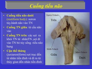 Cuống tiểu não
• Cuống tiểu não dưới
(restiform body): nơron
tủy,hành não vào TN
• Cuống TN giữa: từ cầu não
vào
• Cuống TN trên: các sợi ra
khỏi TN từ nhânTN ,sợi đi
vào TN bó tủy sống -tiểu não
bụng
• Cận thể thừng
(juxtarestiform):sợi trục đến
từ nhân tiền đình và đi ra từ
thùy giun đến nhân tiền đình
Trên
Giữa
Dưới
 