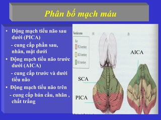 Phân bố mạch máu
• Động mạch tiểu não sau
dưới (PICA)
- cung cấp phần sau,
nhân, mặt dưới
• Động mạch tiểu não trước
dưới (AICA)
- cung cấp trước và dưới
tiểu não
• Động mạch tiểu não trên
- cung cấp bán cầu, nhân ,
chất trắng
PICA
SCA
AICA
 