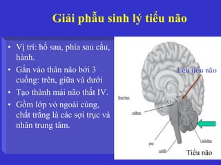 GIẢI PHẪU VÀ SINH LÝ
• Vị trí: hố sau, phía sau cầu,
hành.
• Gắn vào thân não bởi 3
cuống: trên, giữa và dưới
• Tạo thành mái não thất IV.
• Gồm lớp vỏ ngoài cùng,
chất trắng là các sợi trục và
nhân trung tâm.
Leàu tieåu naõo
Giải phẫu sinh lý tiểu não
Tiểu não
 