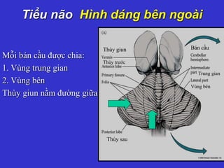 Tiểu não Hình dáng bên ngoài
Mỗi bán cầu được chia:
1. Vùng trung gian
2. Vùng bên
Thùy giun nằm đường giữa
Bán cầu
Vùng bên
Trung gian
Thùy sau
Thùy giun
Thùy trước
 