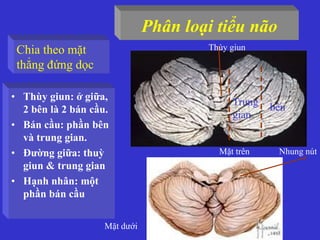 Phân loại tiểu não
• Thùy giun: ở giữa,
2 bên là 2 bán cầu.
• Bán cầu: phần bên
và trung gian.
• Đường giữa: thuỳ
giun & trung gian
• Hạnh nhân: một
phần bán cầu
Mặt dưới
Mặt trên Nhung nút
Thùy giunChia theo mặt
thẳng đứng dọc
bên
Trung
gian
 