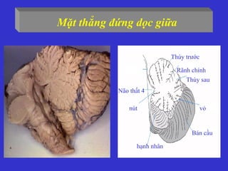 Mặt thẳng đứng dọc giữa
Thùy trước
Rãnh chính
Thùy sau
vỏ
Bán cầu
hạnh nhân
nút
Não thất 4
 