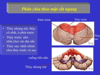 Phân chia theo mặt cắt ngang
• Thùy nhung nút: thùy
cổ nhất, ở phía trước
• Thùy trước: nhỏ
nhất,chui vào đại não
• Thùy sau: rãnh chính
chia thùy trước và sau
Thùy trước
Thùy
sau
Thùy nhung nút
cuống tiểu não
Rãnh chính
 